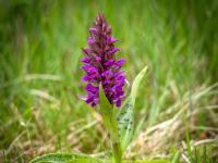 Knabenkraut Orchidee dunkelviolett